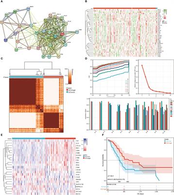 Immunogenic cell death-associated biomarkers classification predicts prognosis and immunotherapy efficacy in pancreatic ductal adenocarcinoma